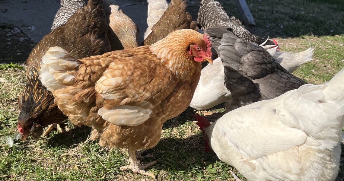 chickens2